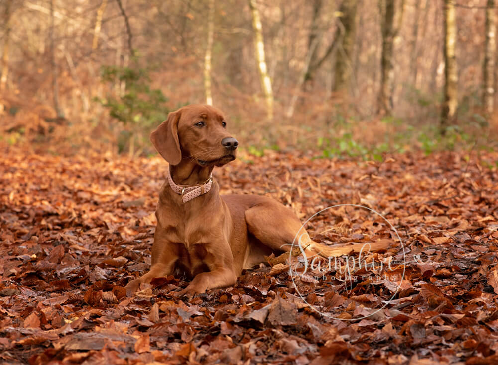 dog lying down on autumn leaves in woodland