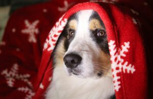 dog with Christmas blanket